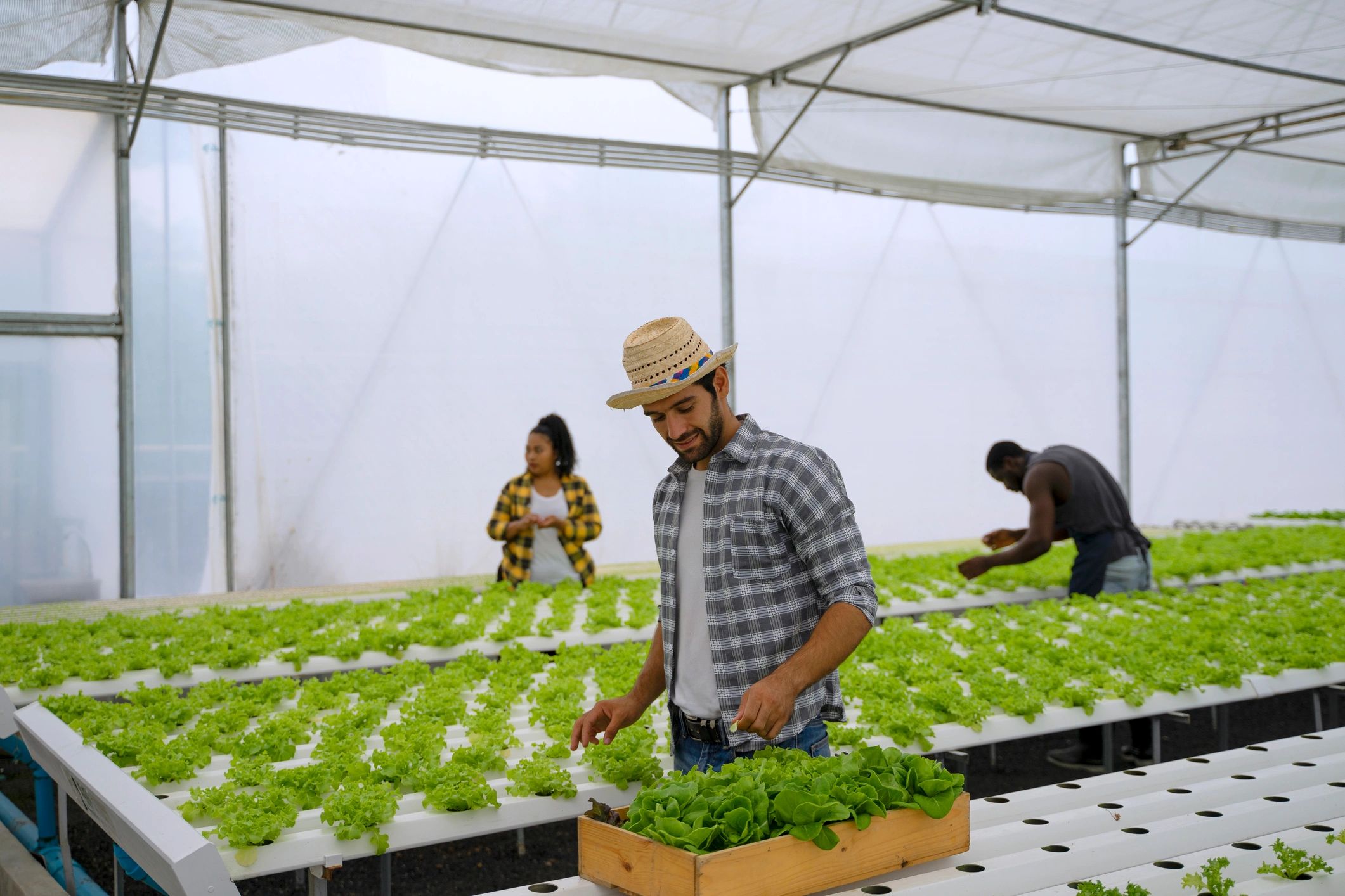 Modern hydroponic farming inside a greenhouse
