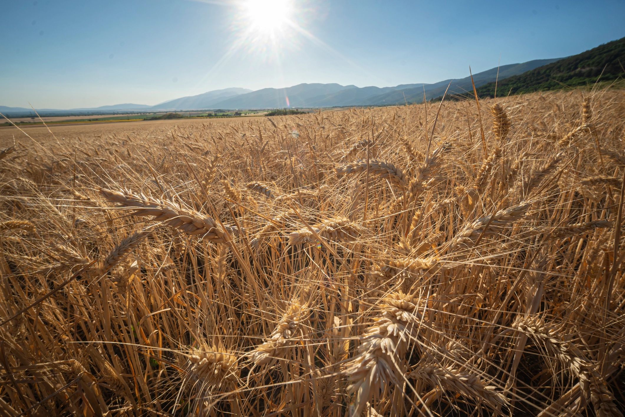 Golden ripe wheat crops ready for harvest