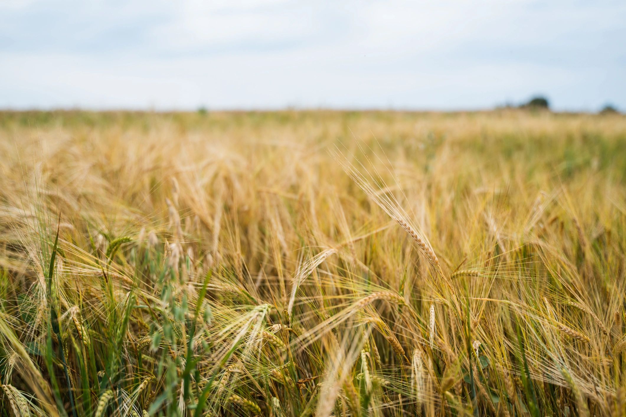 Golden grain crops in a field